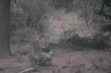 Post your Africam Pics - Page 13 Mwsnap30
