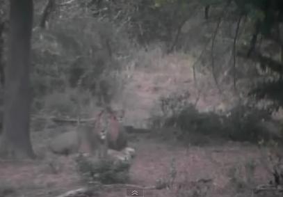 Post your Africam Pics - Page 13 Mwsnap31