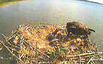 Osprey live cam - Rutland Water - Page 3 Mwsnap62