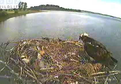 Osprey live cam - Rutland Water - Page 3 Mwsnap71