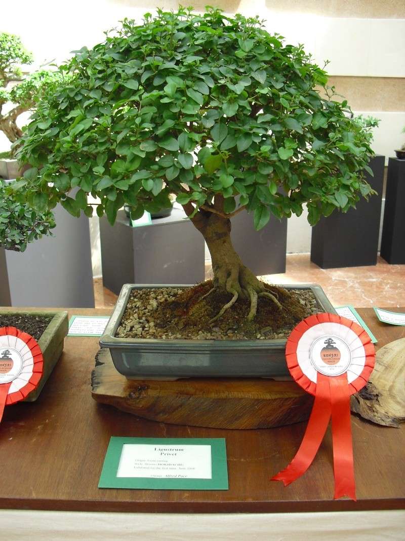 Bonsai Culture Group-Malta Annual Exhibition - Page 2 Cimg5419