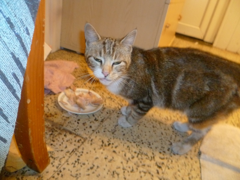 chat abandonner à besoin d'une nouvelle famille P1070814