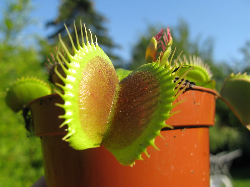 Dionaea muscipula f.géante Img_2619