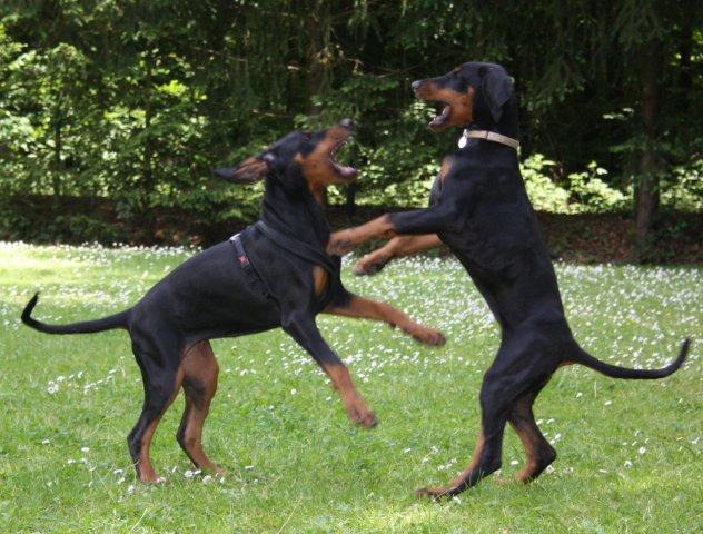 Chiot Dobermann peureux? Img_9710