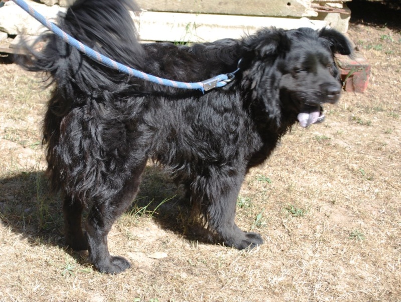 BOUBA magnifique croisé Chow Chow de 4 ans - Aunay sur Odon  00910