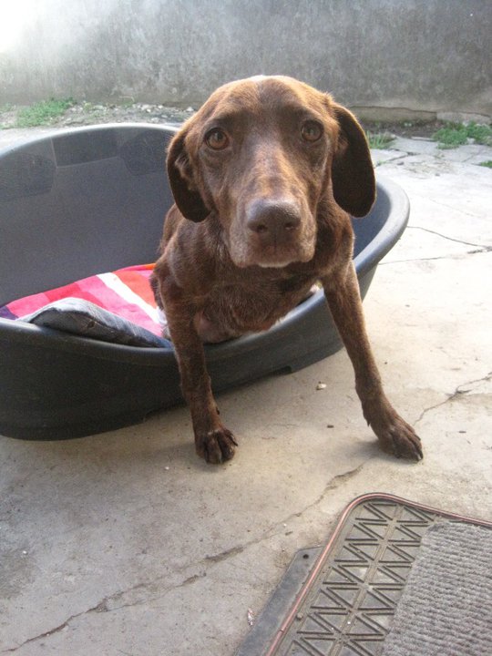 ALBA petite chienne de 2/3 ans handicapée cherche une famill 29418_10