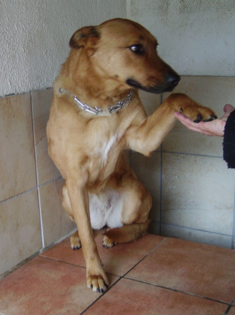 GYPSIE femelle croisée berger de 3 ans - Aunay sur Odon 14 Gypsie13