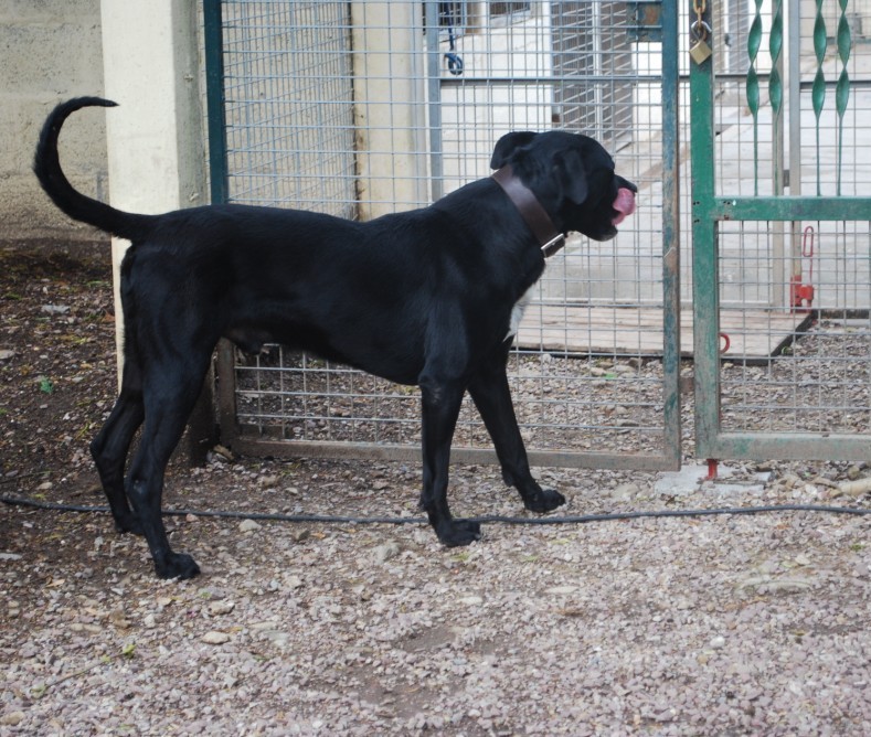 TYSON type molosse 9 ans et 3 ans de box - Aunay sur Odon 14 - Page 4 Retour10