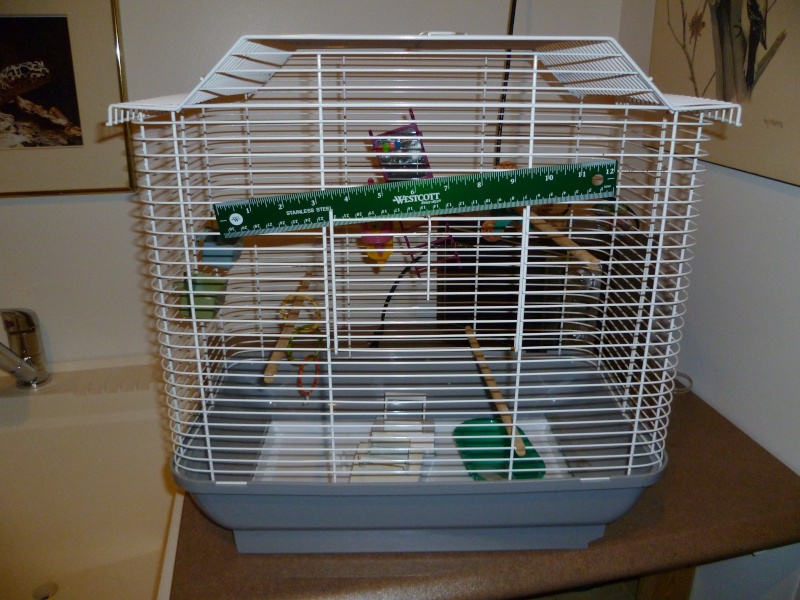 photo de ma cage, est elle correct? P1000010