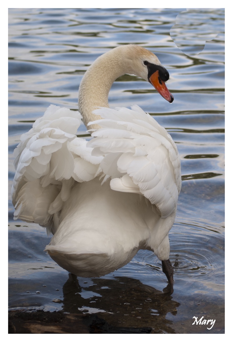 Un cygne Cygne10