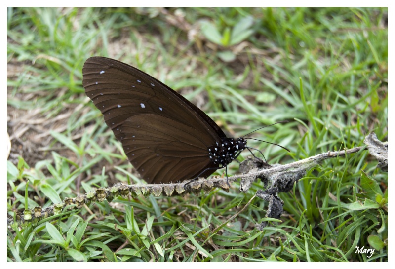 Papillon et libellule Dsc_0113