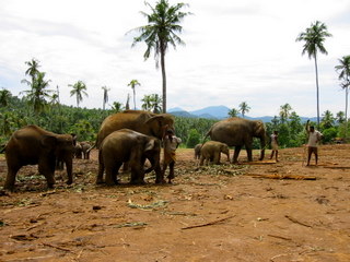 Kenya Daphne Sheldrick's Elephant Orphanage - Pagina 4 102-0214