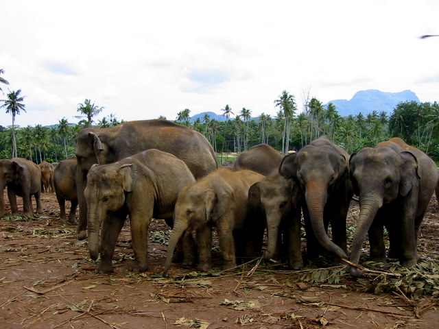Kenya Daphne Sheldrick's Elephant Orphanage - Pagina 4 102-0215