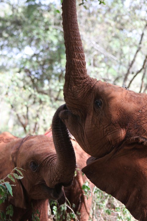 Kenya Daphne Sheldrick's Elephant Orphanage - Pagina 2 22536110