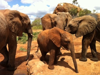 Kenya Daphne Sheldrick's Elephant Orphanage - Pagina 3 22910910