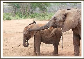 Kenya Daphne Sheldrick's Elephant Orphanage - Pagina 4 61420111