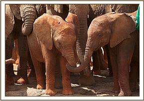 Kenya Daphne Sheldrick's Elephant Orphanage - Pagina 4 61420112