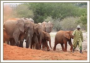 Kenya Daphne Sheldrick's Elephant Orphanage - Pagina 4 61420113
