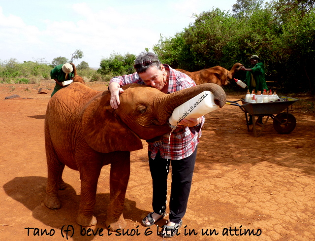 Kenya Daphne Sheldrick's Elephant Orphanage - Pagina 2 P1010710