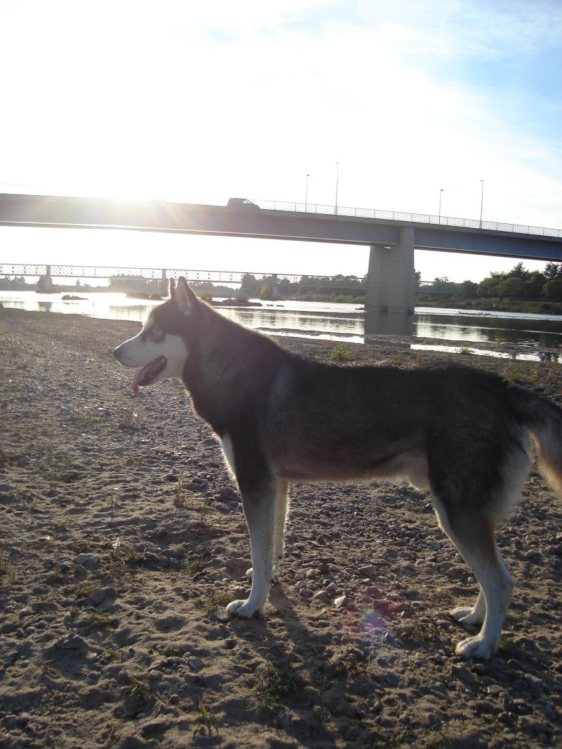 Nanouck HUSKY 3 ans ASSO NUNAVIK magnifique husky COOL (91) - Page 3 34bis10