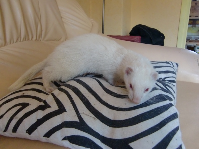Loulou, furet albinos adopté par Olivia Cimg3415