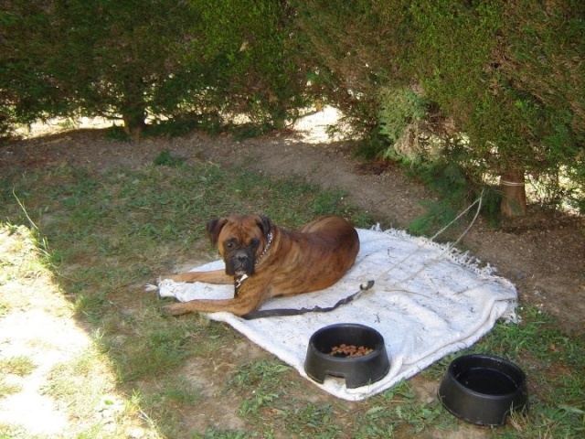 DIEGO, recherche une solution ( Boxer de deux ans ) Diego10