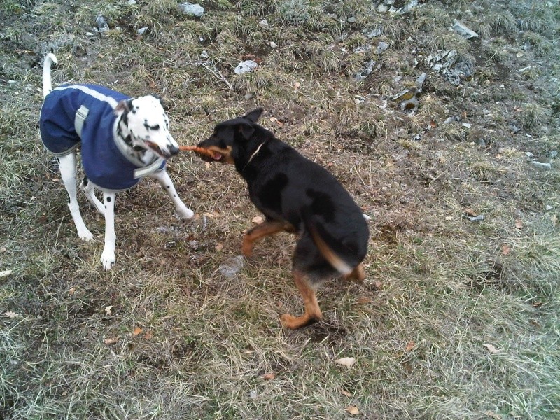 Bouga Xbeauceron mle, 3ans (11) Img01010