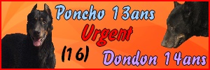 Poncho et Dondon,beaucerons 13 et 14 ans se retrouvent en refuge (16) Refuge de l'Angoumois Mornac Poncho10