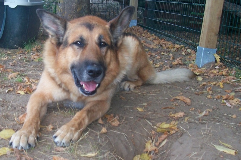 BRUCE type BERGER ALLEMAND 7 ans Arrive27