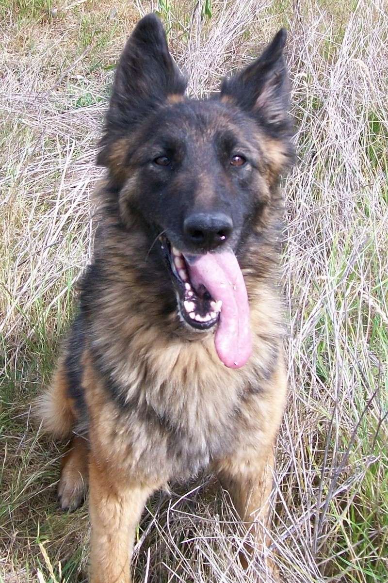 CARY  5 ans  Bergère Allemand Cary_n14