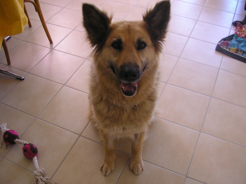 LOLA type Berger allemand 7 ans Lola_410