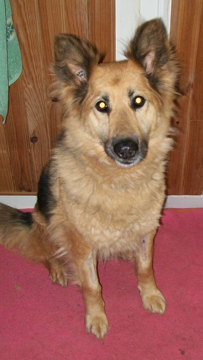 LOLA type Berger allemand 7 ans Lola_a14