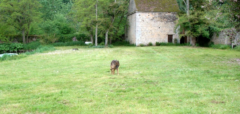 URGO berger allemand 7 ans cherche Famille d'Acceuil -Adopté par corinne- Urgo_c11