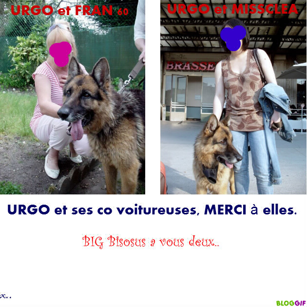 URGO berger allemand 7 ans cherche Famille d'Acceuil -Adopté par corinne- Urgo_e18