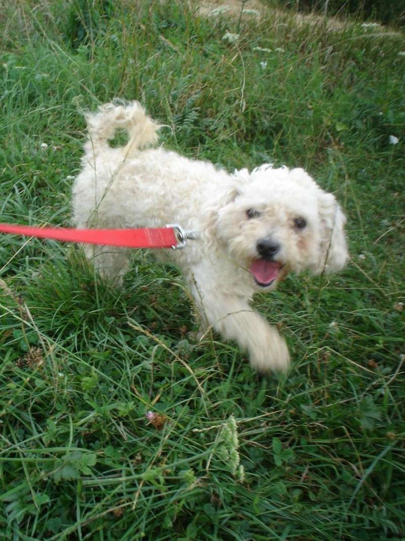 Zoumy, bichon mâle de 4 ans Zoumy11