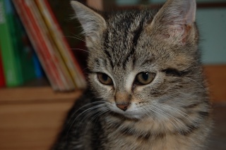 Fizz, chatonne tigrée, née fin juillet 2010 Dsc_3017
