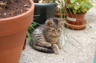 Mina, chatonne tigrée, née début avril 2011 (adoptée) Dsc_6318
