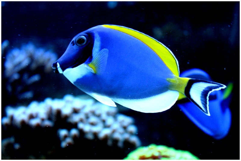 Acanthurus leucosternon  Poisso10