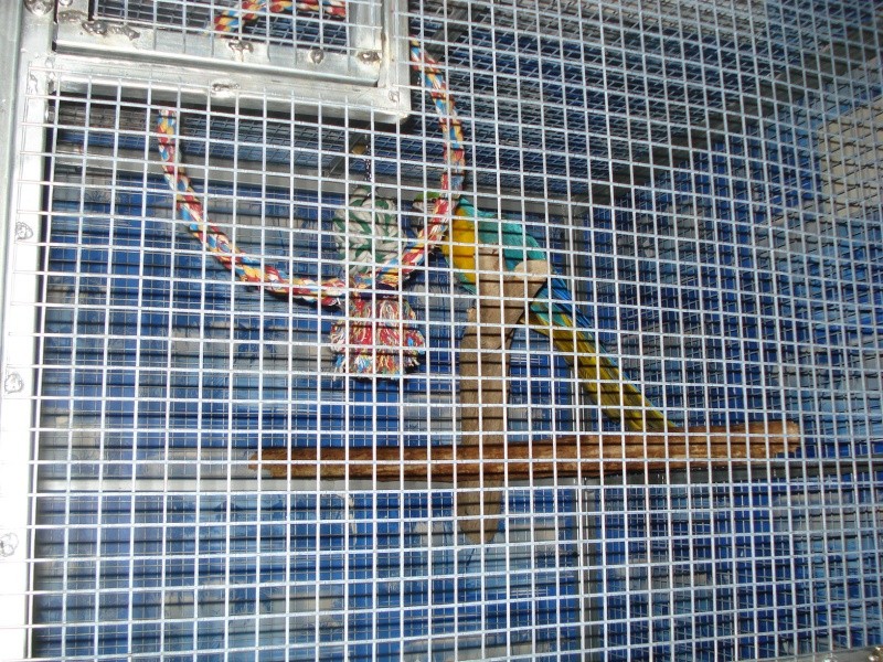 cage de soin faite maison pour grand perroquets Dsc01525