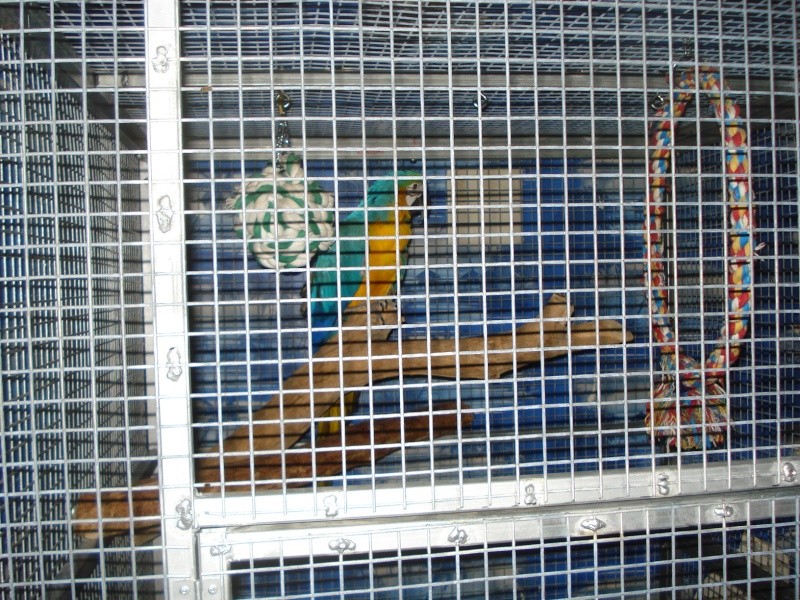 cage de soin faite maison pour grand perroquets Dsc01526