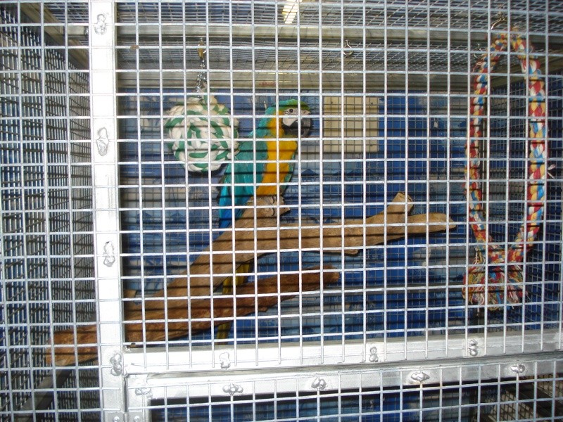 cage de soin faite maison pour grand perroquets Dsc01527