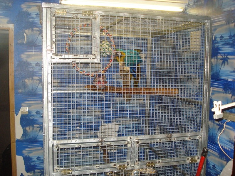 cage de soin faite maison pour grand perroquets Dsc01528