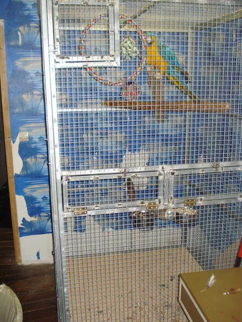 cage de soin faite maison pour grand perroquets Dsc01531