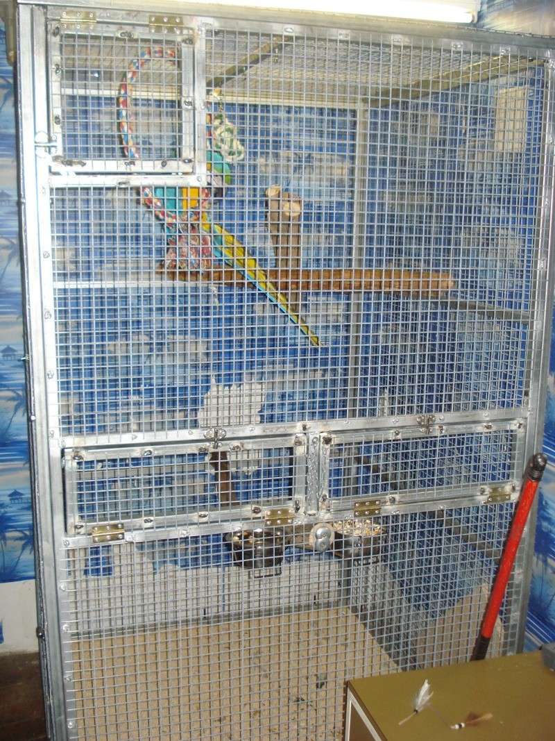 cage de soin faite maison pour grand perroquets Dsc01532