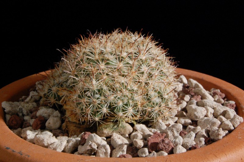 Mammillaria blossfeldiana 2584-b10