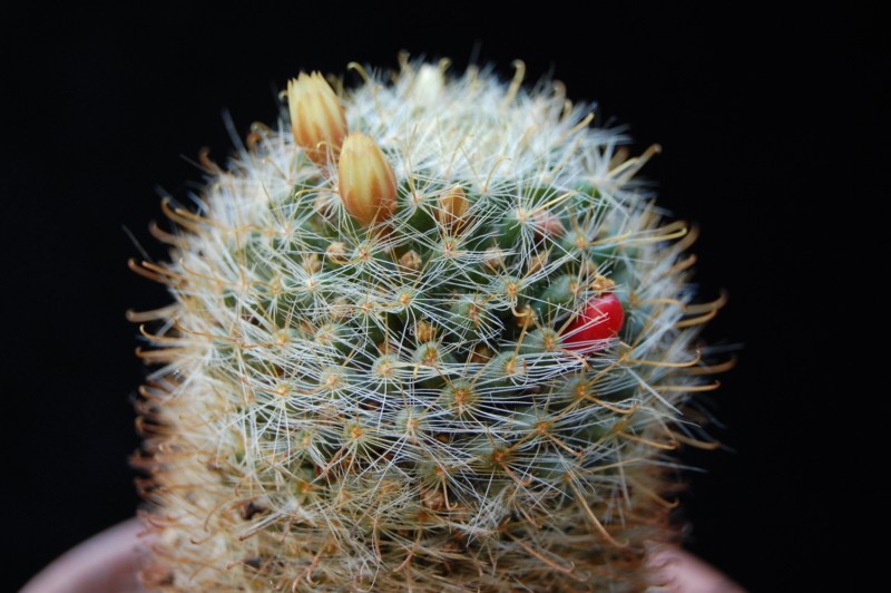 Mammillaria brevicrinita 2621-b10