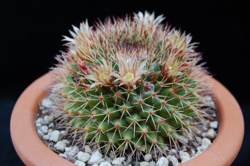 Mammillaria bocensis 2753-b10