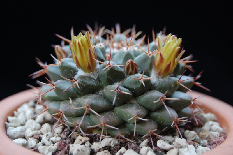 Mammillaria crassimammillis 2754-211