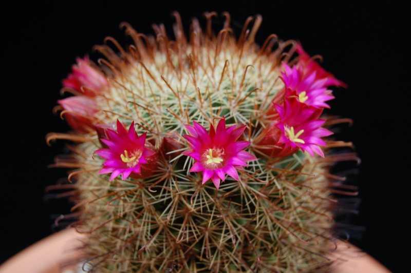 Mammillaria cylindrica 3056-210