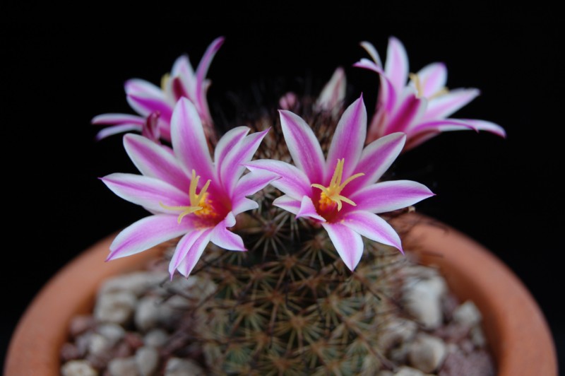 Mammillaria blossfeldiana 3070-b10